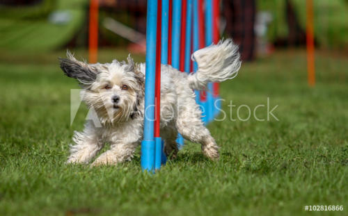 AdobeStock_102816866_Preview