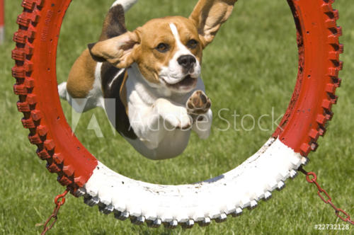 AdobeStock_22732128_Preview