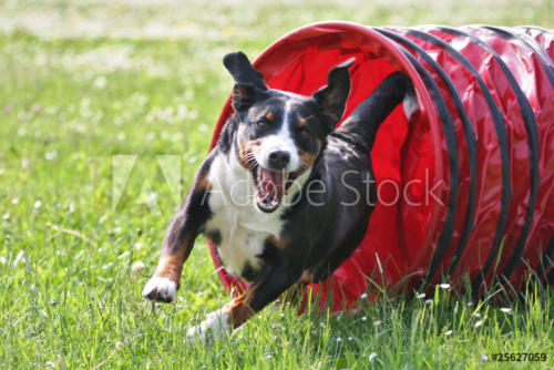 AdobeStock_25627059_Preview