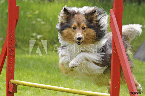 AdobeStock_41692837_Preview